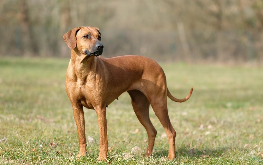 Olympe des prouillacs