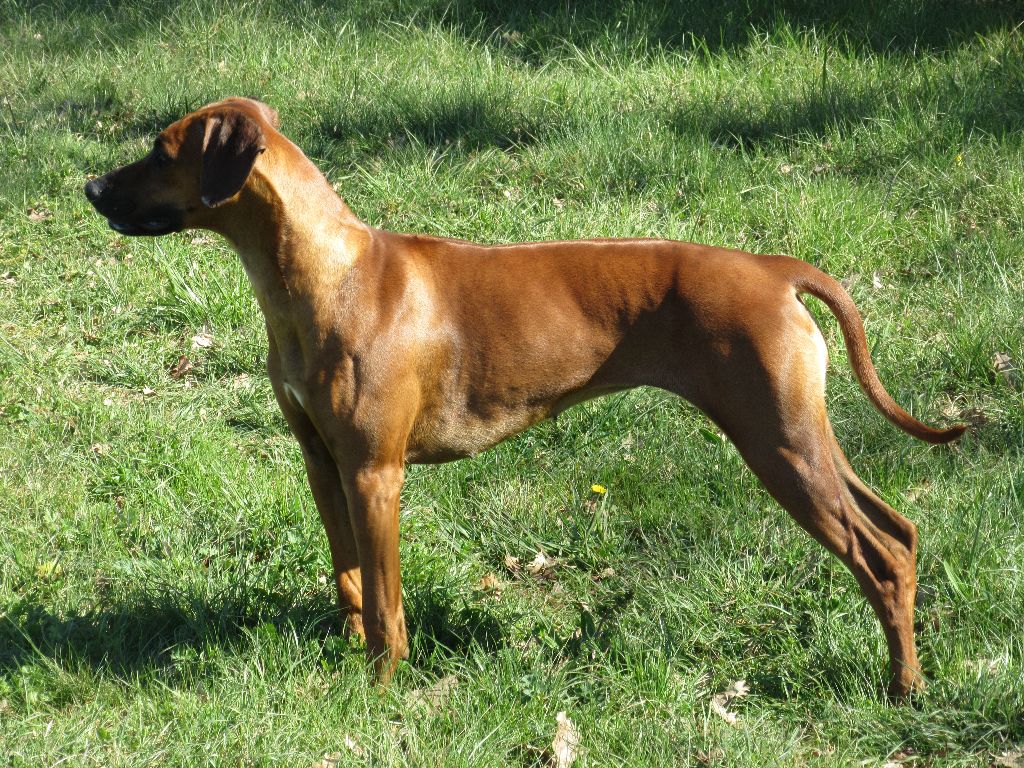 Rumba des prouillacs