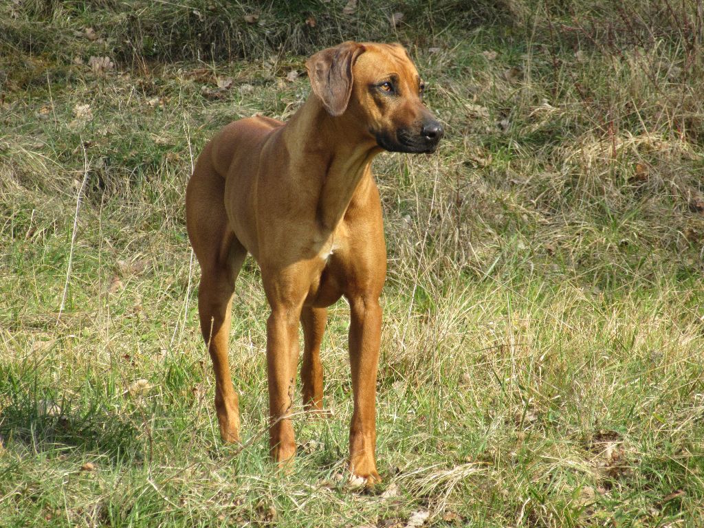 Savanne des prouillacs