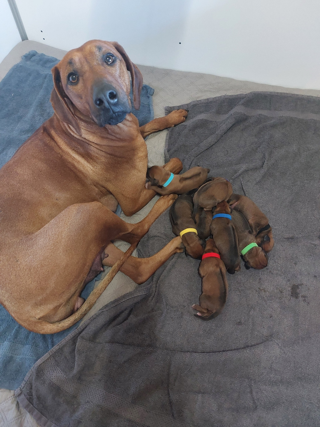 UXY DES PROUILLACS A MIS AU MONDE 8 ADORABLES CHIOTS