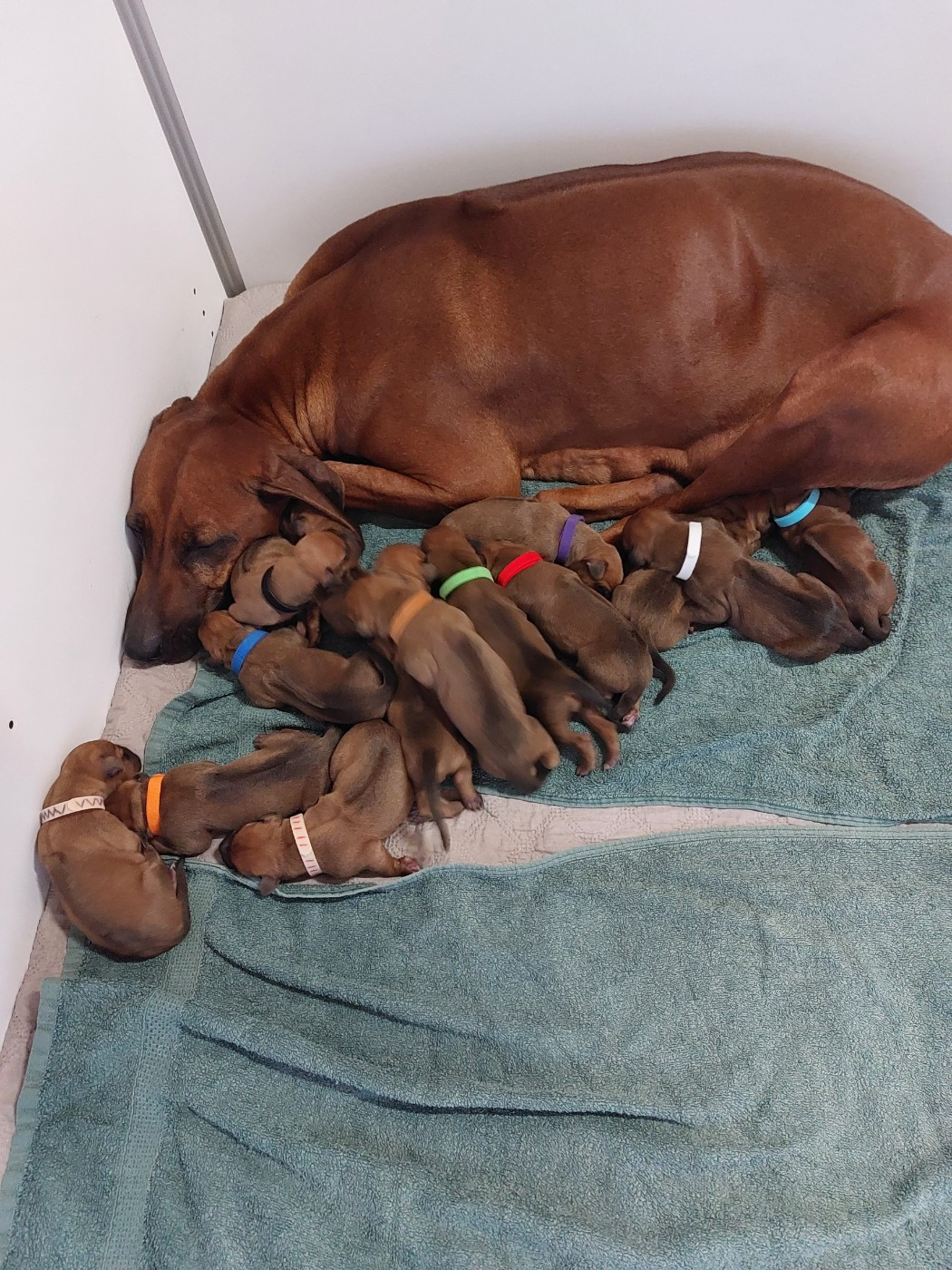 NAISSANCES DE 14 MAGNIFIQUES CHIOTS LE 15 février 2026.