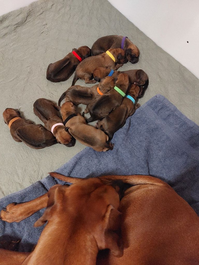 NAISSANCES DE 10 MAGNIFIQUES CHIOTS LE 7 NOVEMBRE 2025