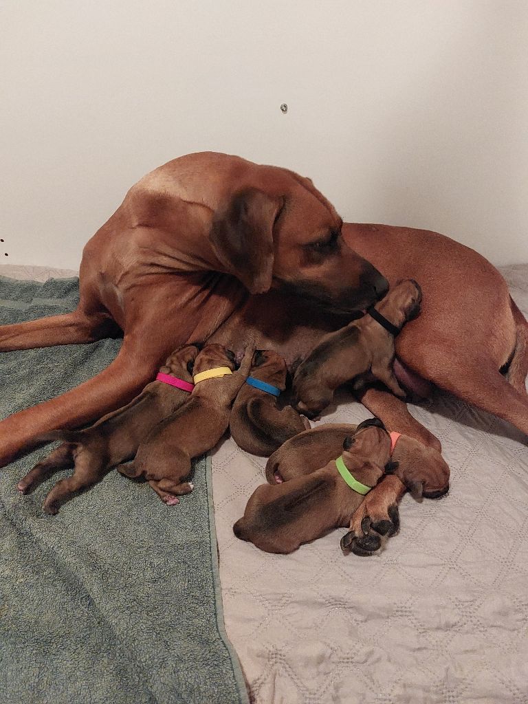 LES BÉBÉS RIDGEBACK SONT LÀ !!!