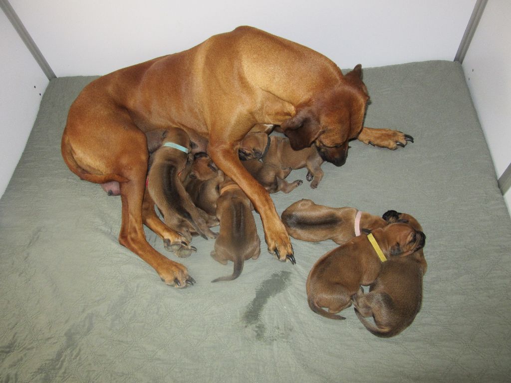 NAISSANCES DE 9 MAGNIFIQUES CHIOTS LE 21 MAI 2025