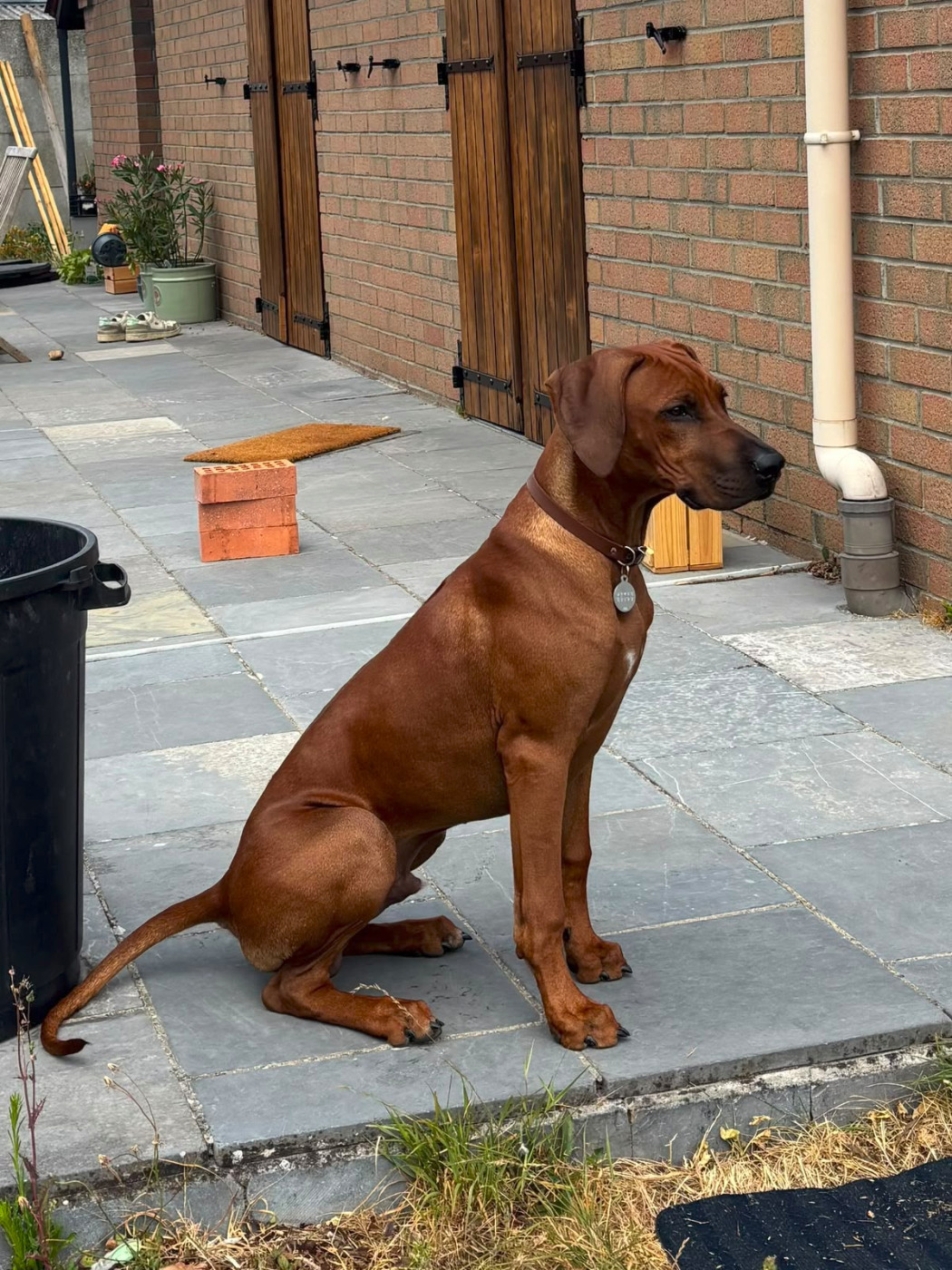 CHIOTS NÉS À L'ÉLEVAGE DES PROUILLACS