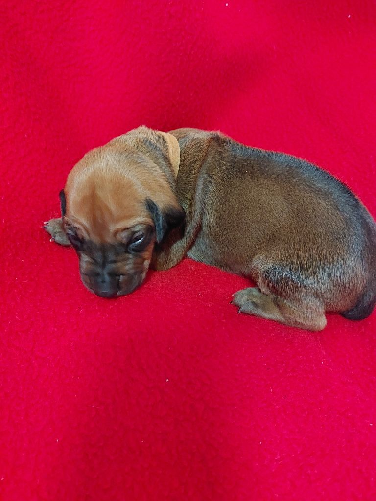 des prouillacs - Chiots disponibles - Rhodesian Ridgeback