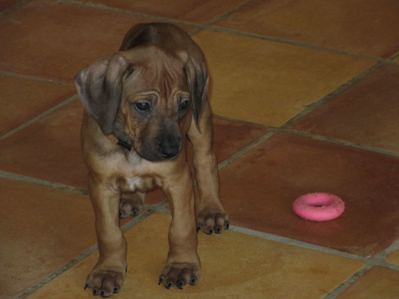 des prouillacs - Chiots disponibles - Rhodesian Ridgeback