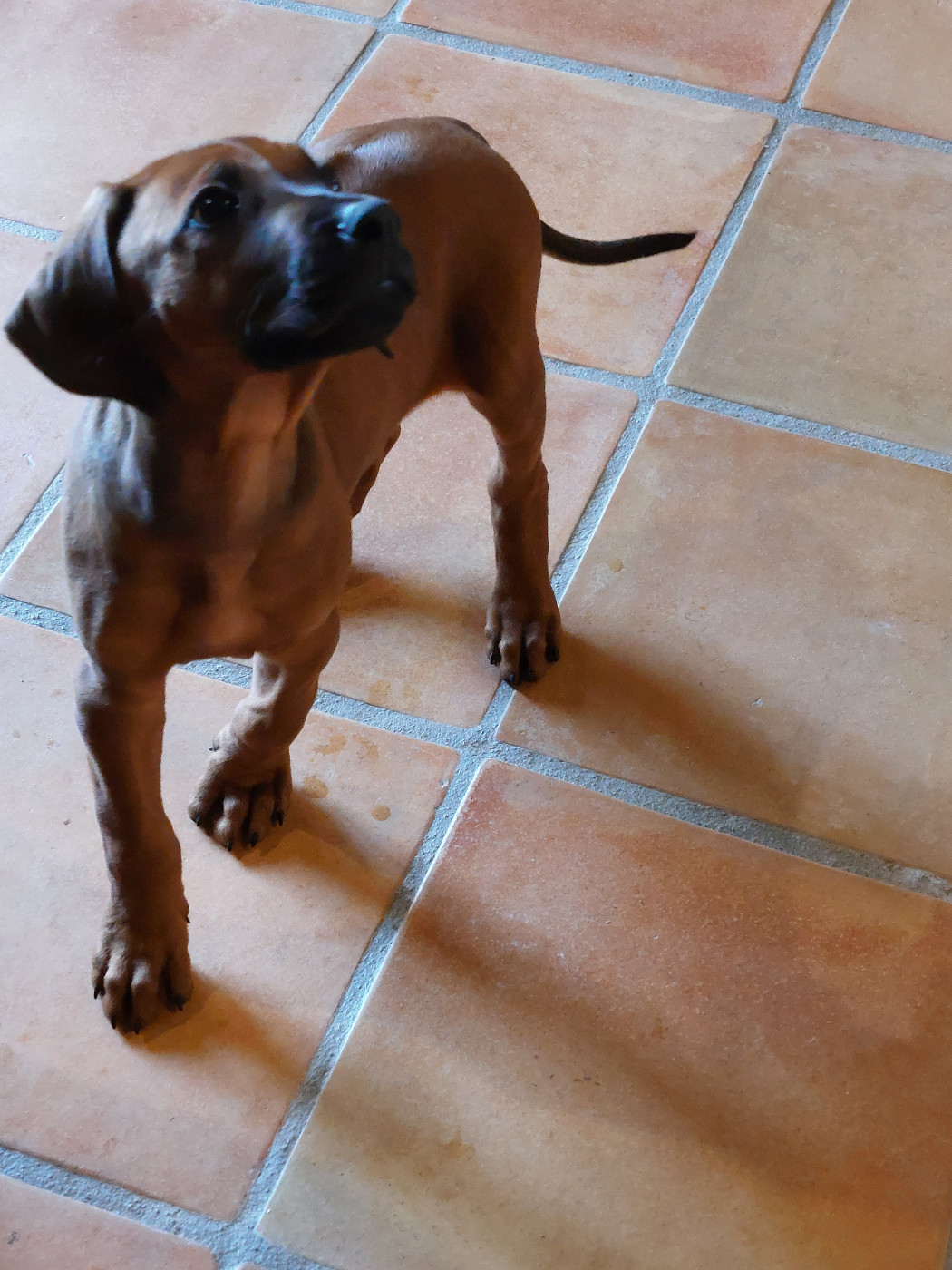 des prouillacs - Chiots disponibles - Rhodesian Ridgeback