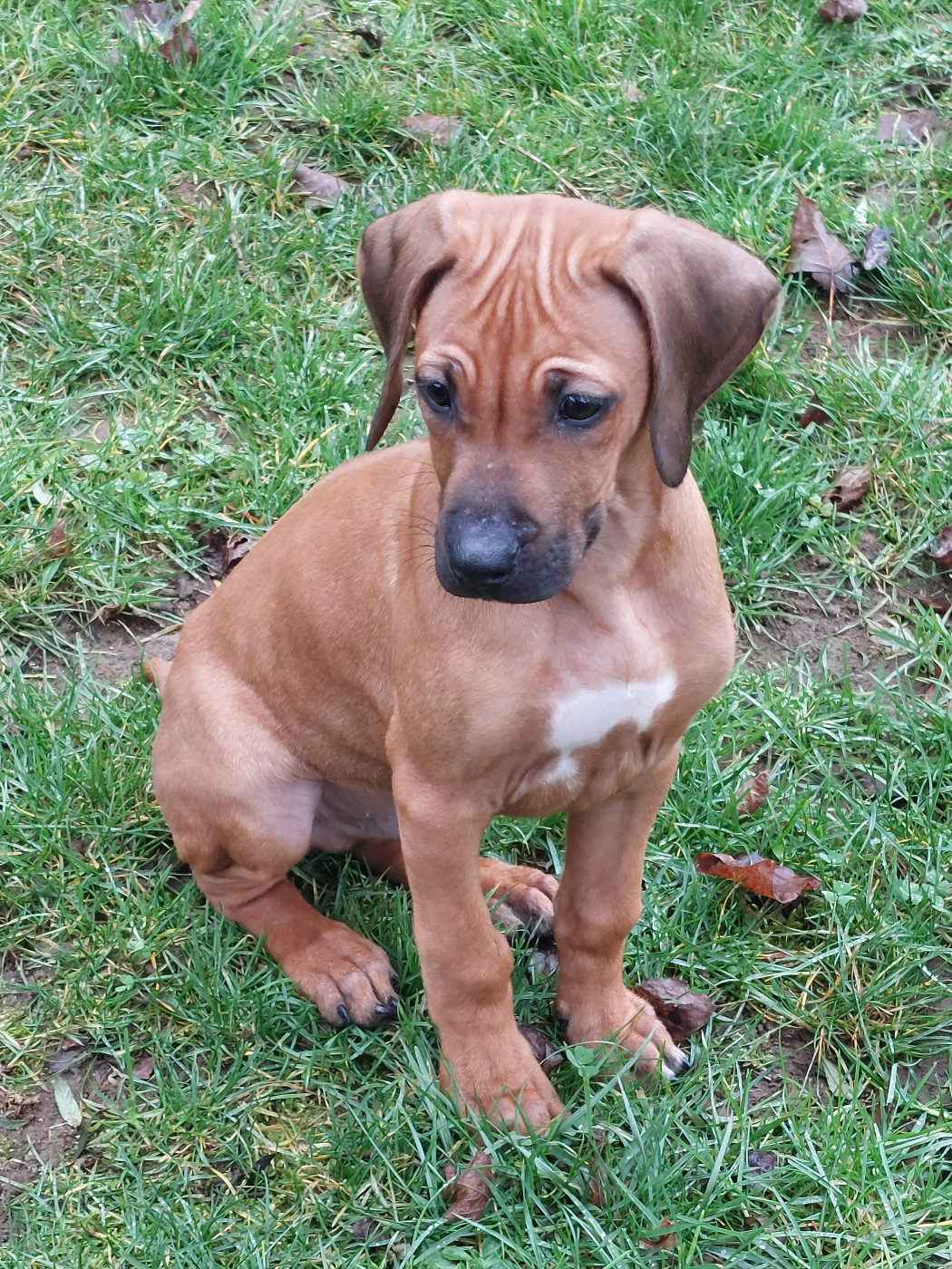 des prouillacs - Chiots disponibles - Rhodesian Ridgeback