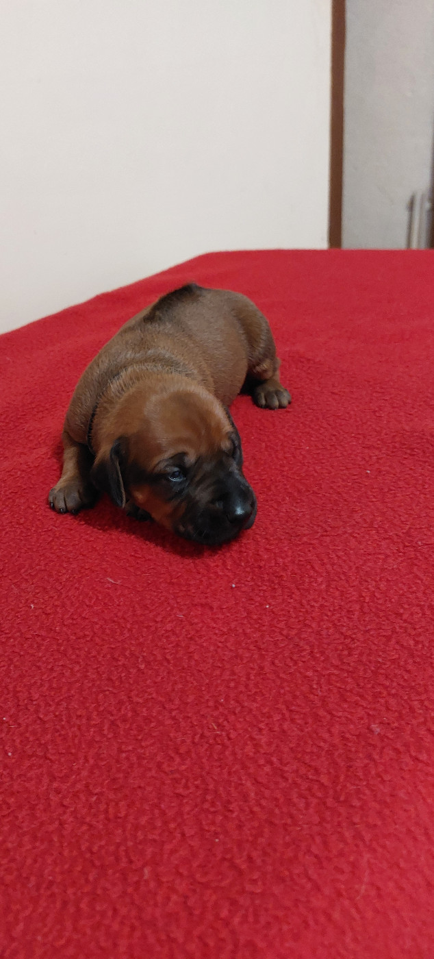 des prouillacs - Chiots disponibles - Rhodesian Ridgeback