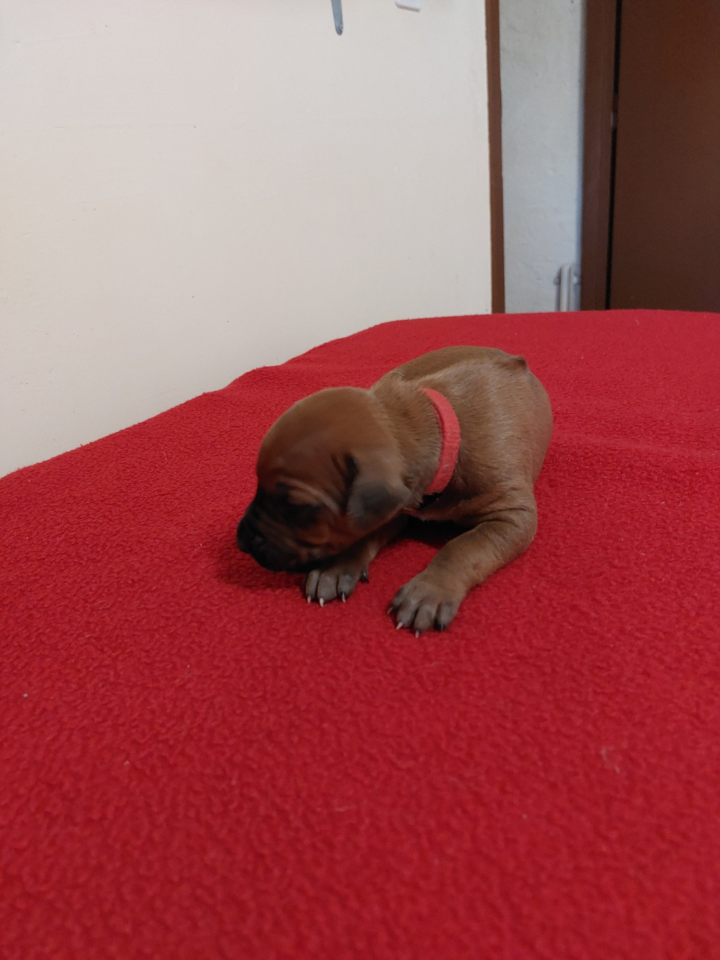 des prouillacs - Chiots disponibles - Rhodesian Ridgeback