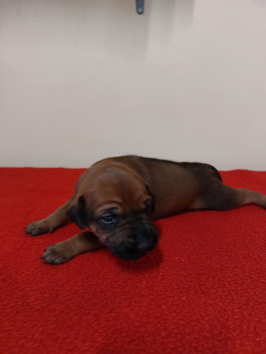 des prouillacs - Chiots disponibles - Rhodesian Ridgeback