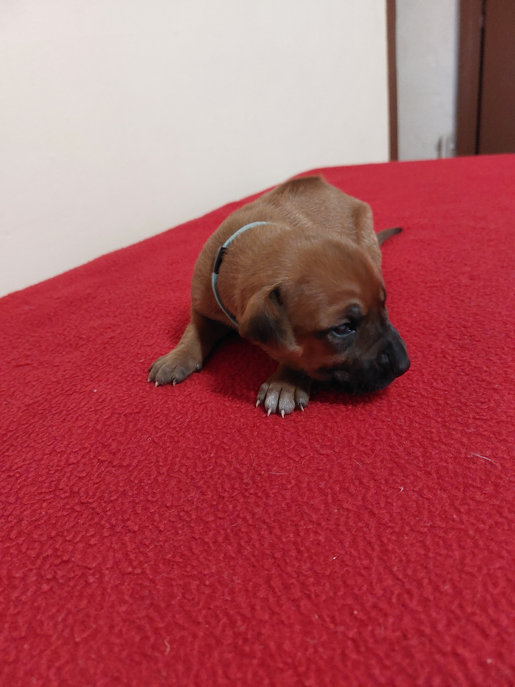 des prouillacs - Chiots disponibles - Rhodesian Ridgeback