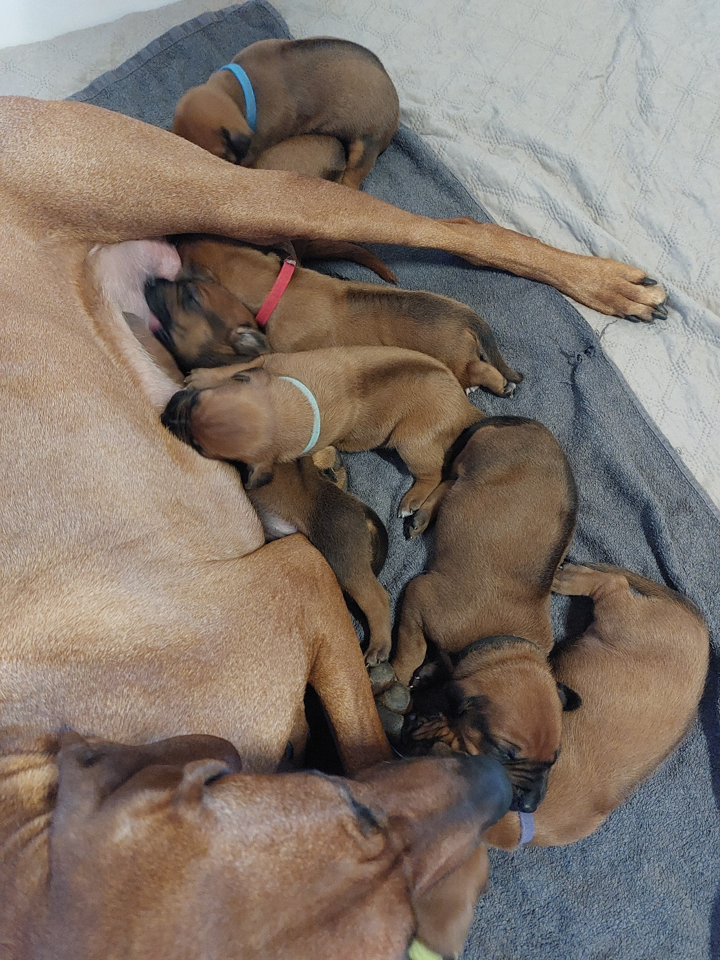 Chiot Rhodesian Ridgeback des prouillacs