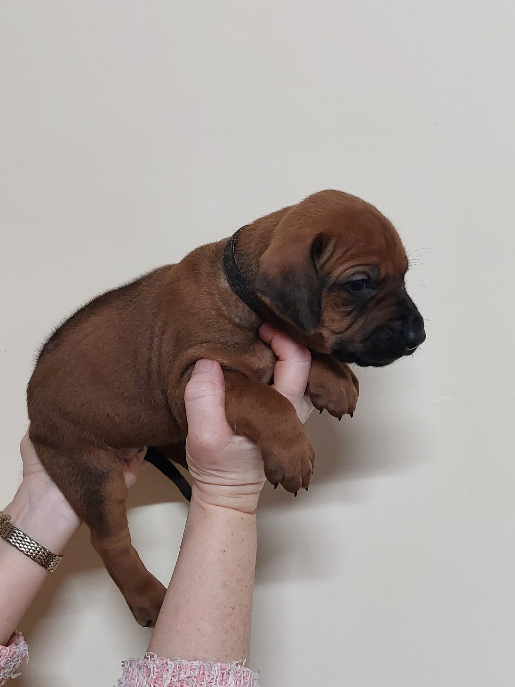 des prouillacs - Chiots disponibles - Rhodesian Ridgeback