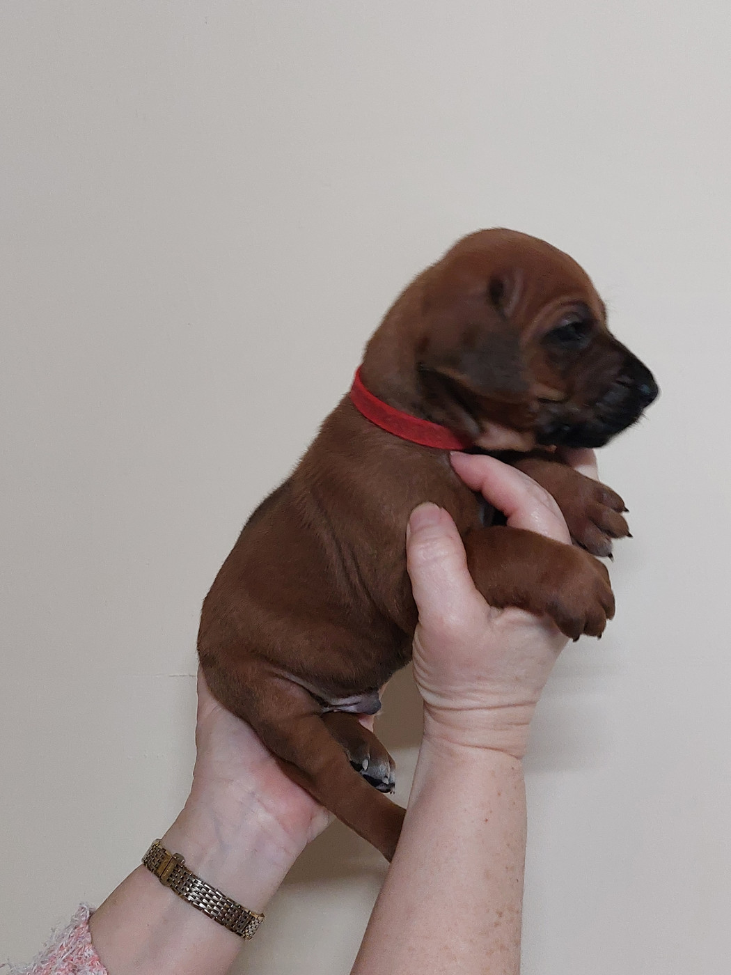 des prouillacs - Chiots disponibles - Rhodesian Ridgeback