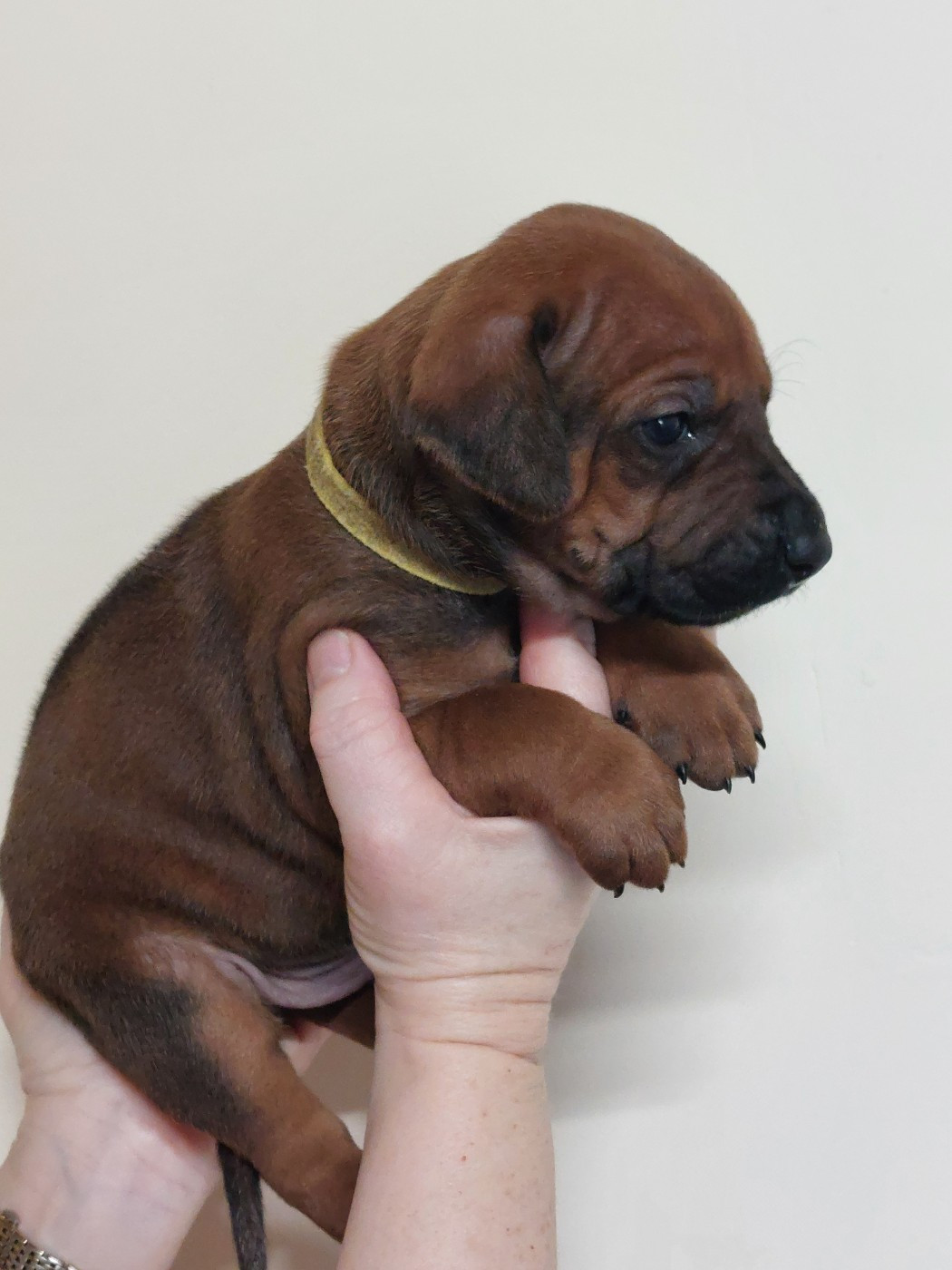 des prouillacs - Chiots disponibles - Rhodesian Ridgeback