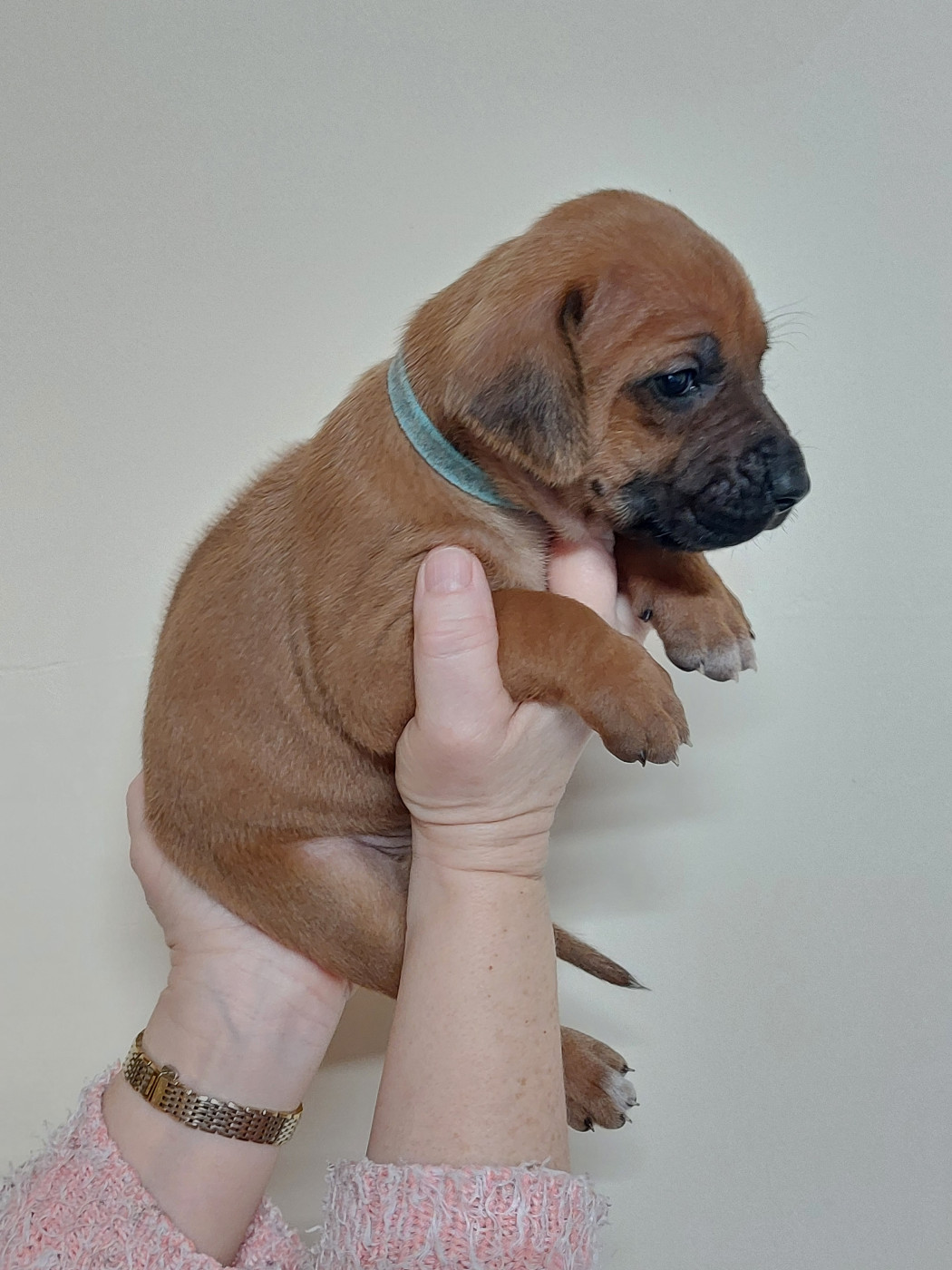 des prouillacs - Chiots disponibles - Rhodesian Ridgeback