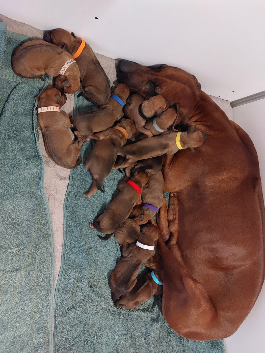 Chiot Rhodesian Ridgeback des prouillacs