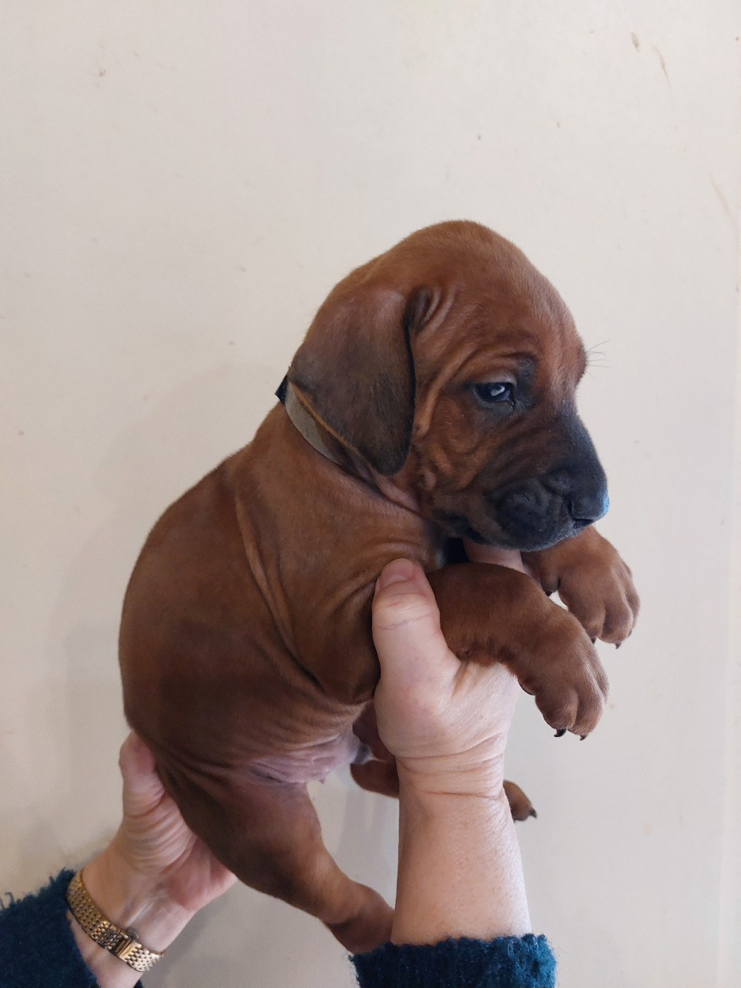 des prouillacs - Chiots disponibles - Rhodesian Ridgeback