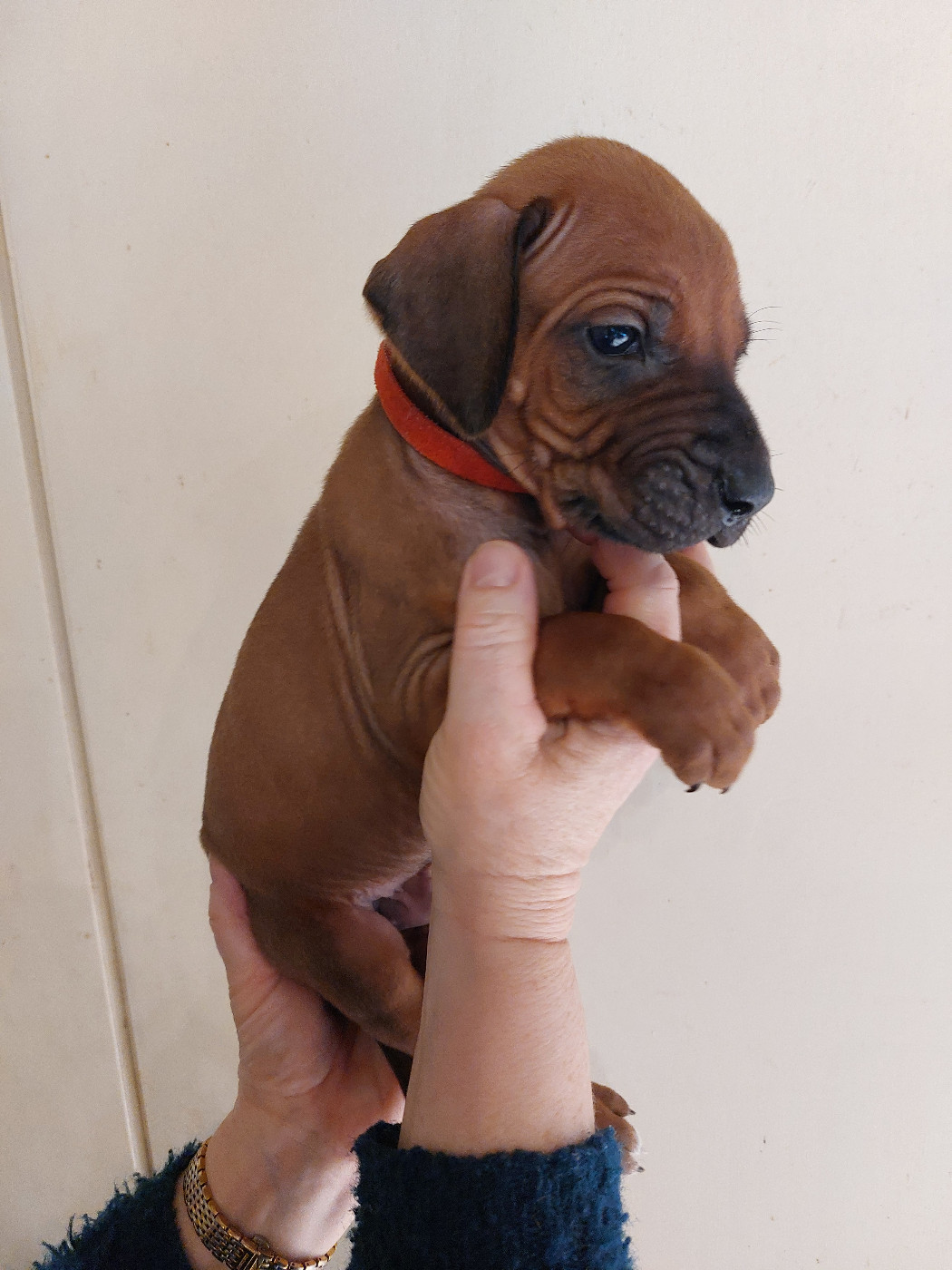 des prouillacs - Chiots disponibles - Rhodesian Ridgeback