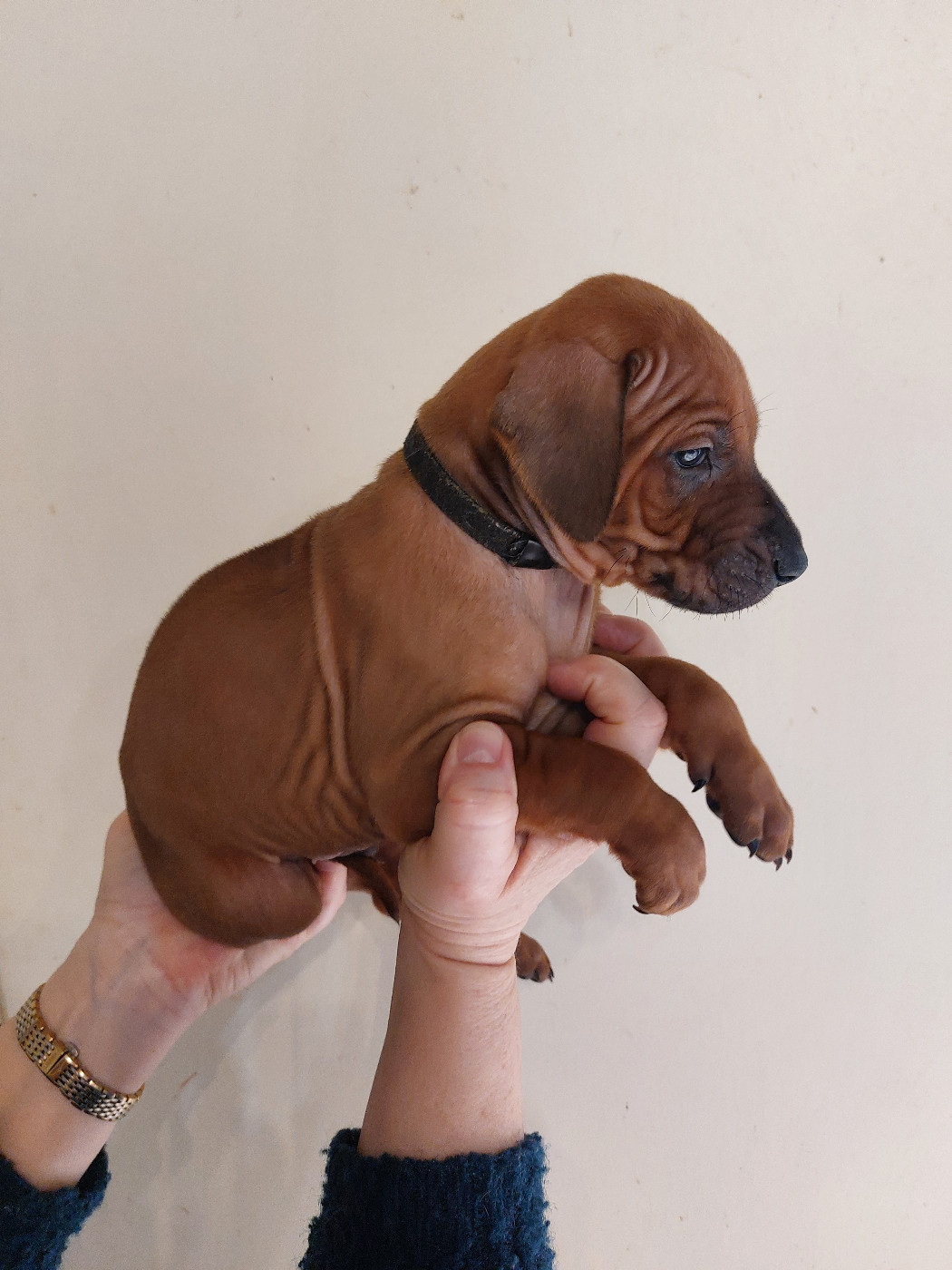 des prouillacs - Chiots disponibles - Rhodesian Ridgeback