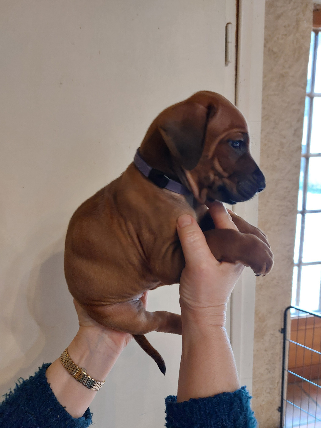 des prouillacs - Chiots disponibles - Rhodesian Ridgeback