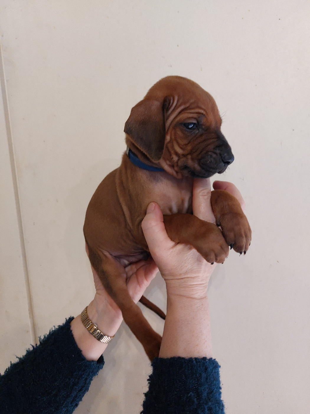 des prouillacs - Chiots disponibles - Rhodesian Ridgeback