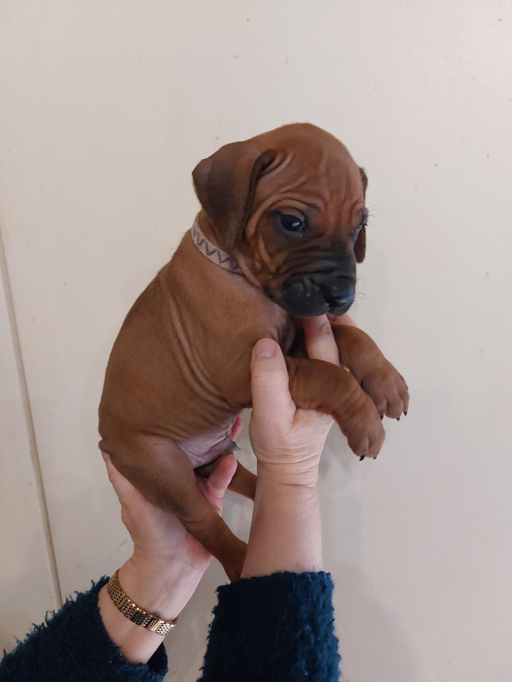 des prouillacs - Chiots disponibles - Rhodesian Ridgeback