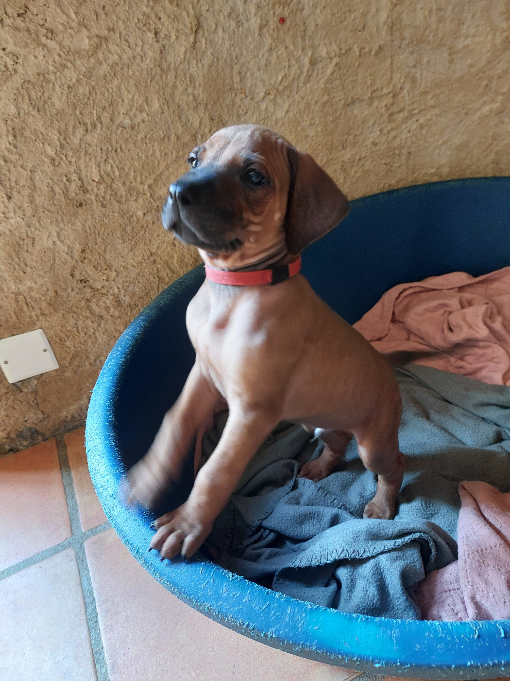 des prouillacs - Chiots disponibles - Rhodesian Ridgeback