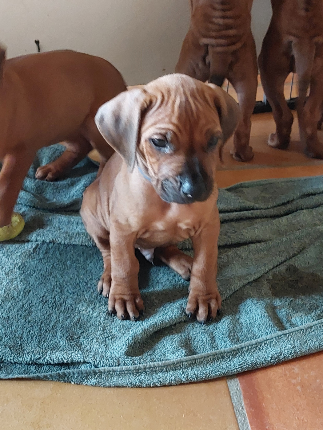 des prouillacs - Chiots disponibles - Rhodesian Ridgeback
