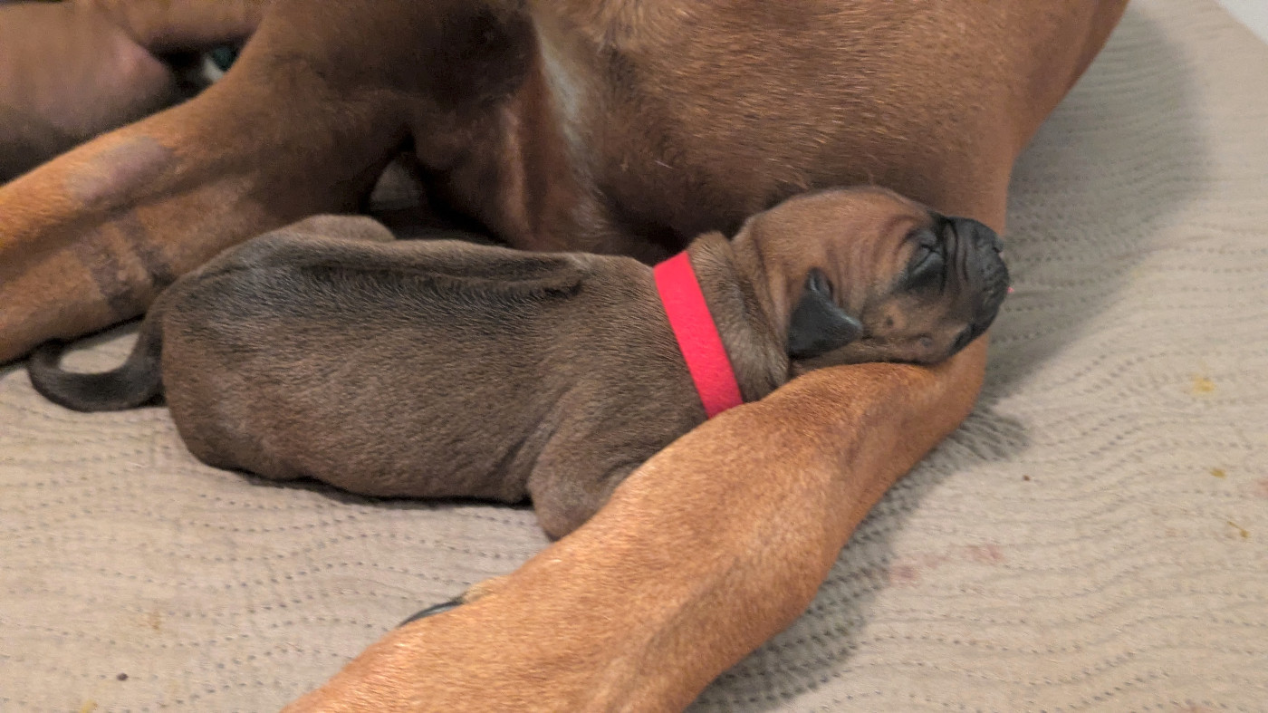 des prouillacs - Chiots disponibles - Rhodesian Ridgeback