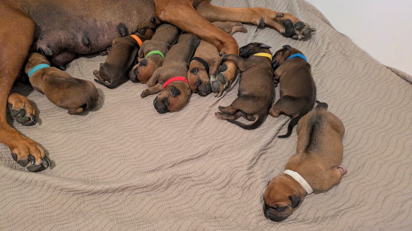 Chiot Rhodesian Ridgeback des prouillacs