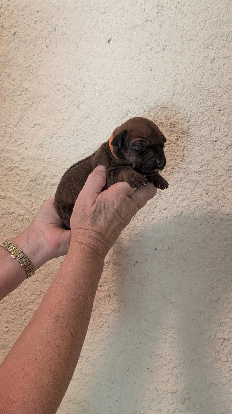 des prouillacs - Chiots disponibles - Rhodesian Ridgeback