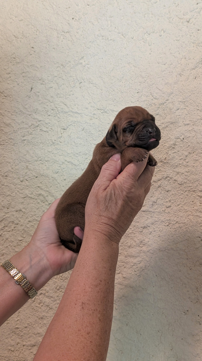 des prouillacs - Chiots disponibles - Rhodesian Ridgeback