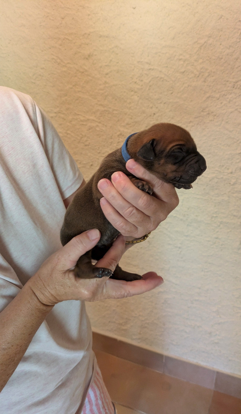 des prouillacs - Chiots disponibles - Rhodesian Ridgeback