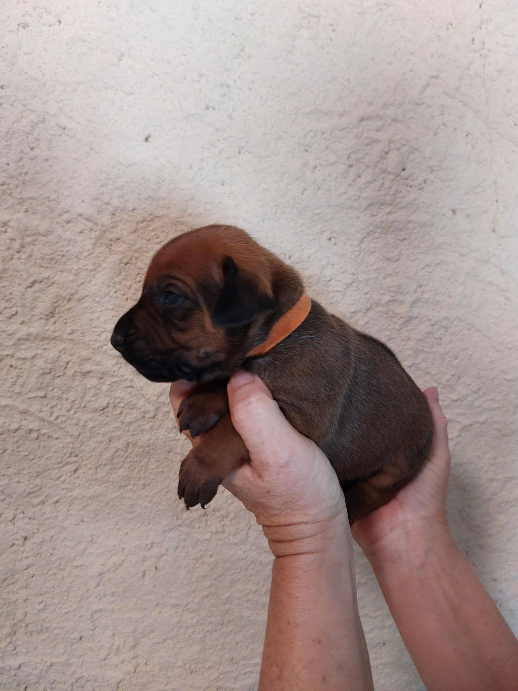 des prouillacs - Chiots disponibles - Rhodesian Ridgeback