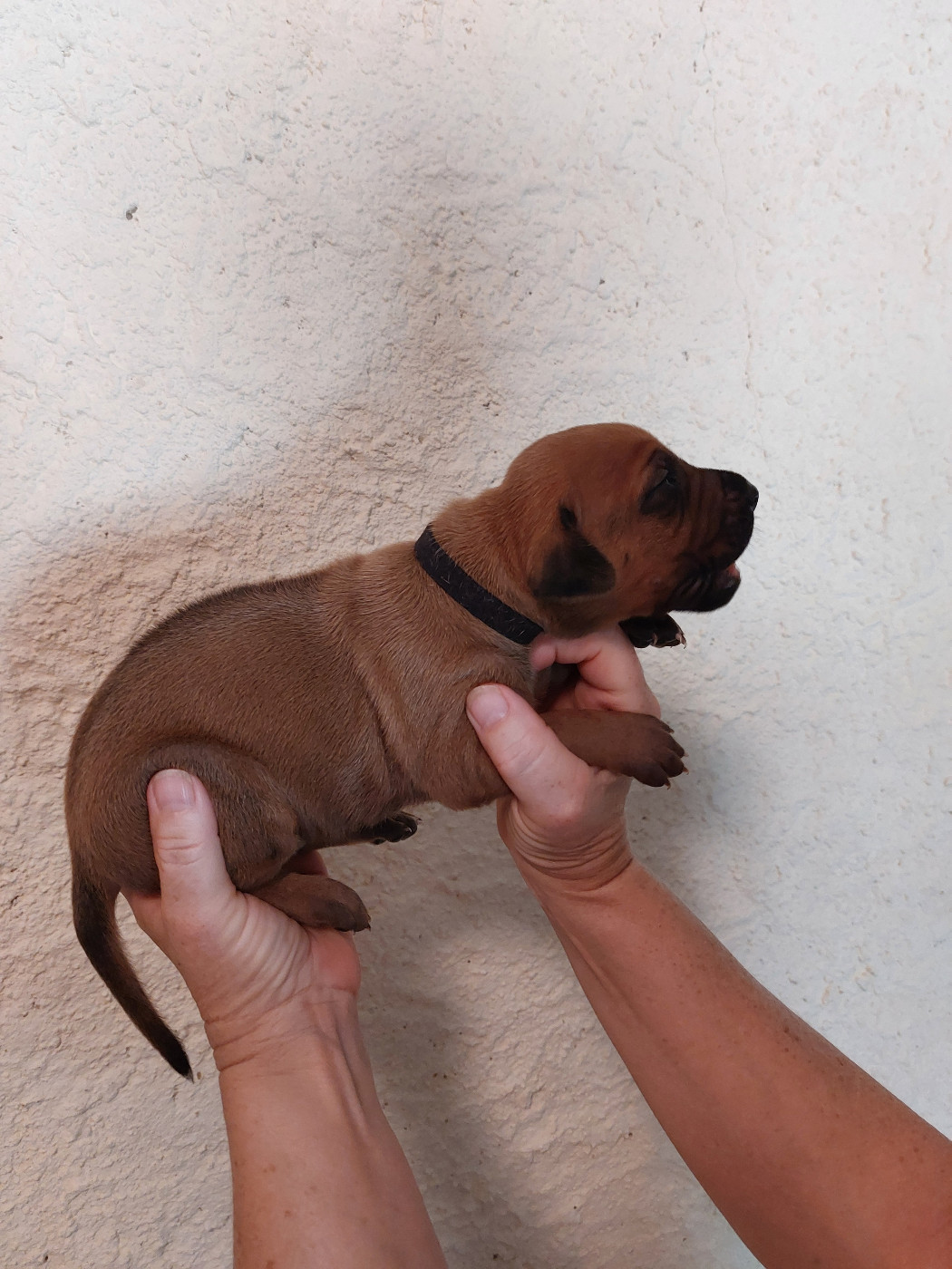 des prouillacs - Chiots disponibles - Rhodesian Ridgeback
