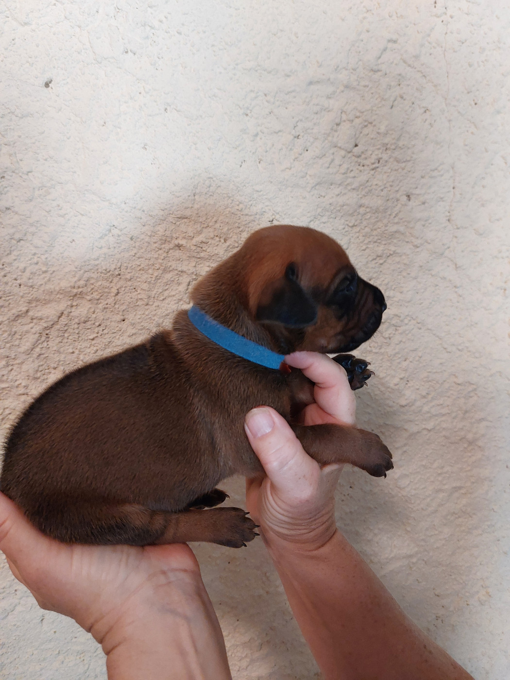 des prouillacs - Chiots disponibles - Rhodesian Ridgeback