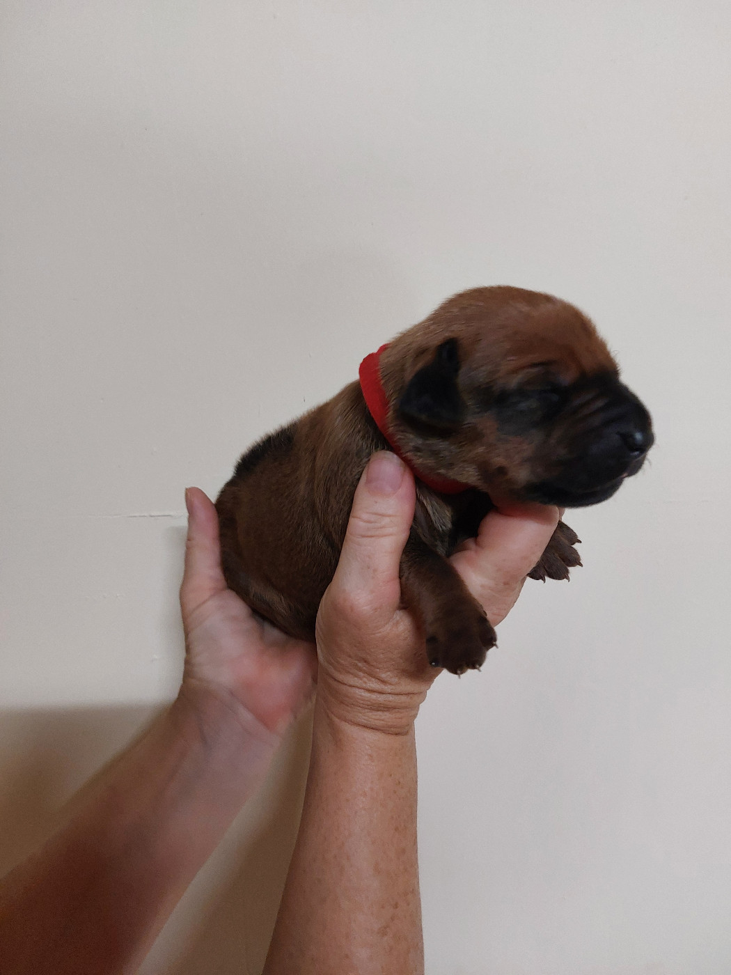 des prouillacs - Chiots disponibles - Rhodesian Ridgeback