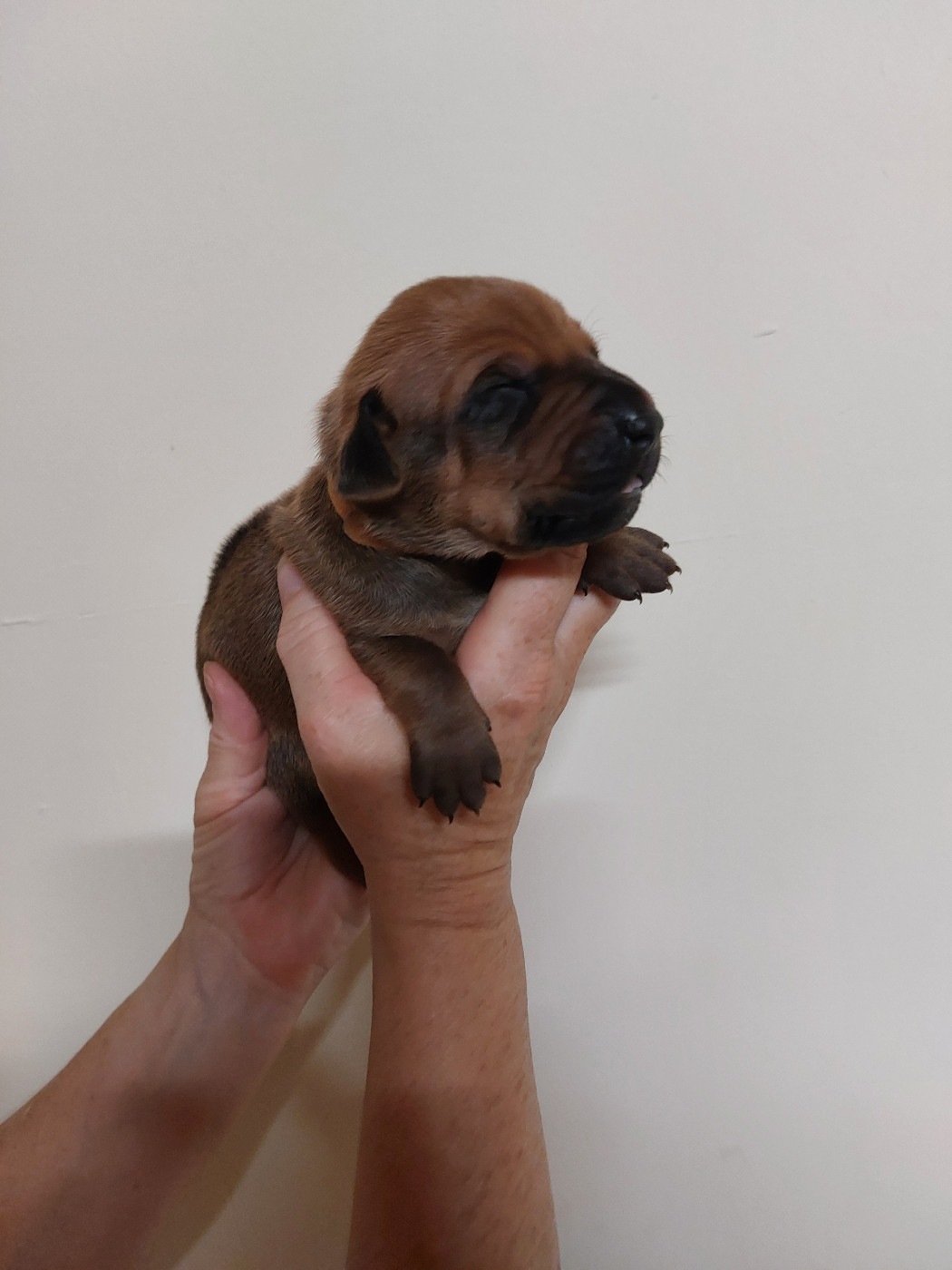 des prouillacs - Chiots disponibles - Rhodesian Ridgeback