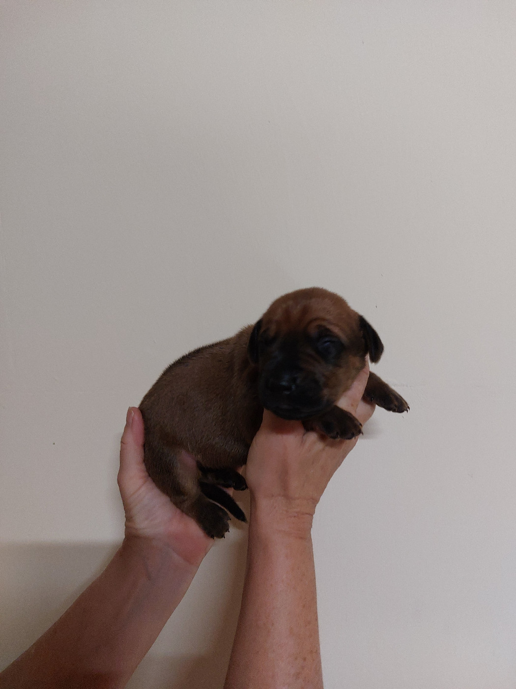 des prouillacs - Chiots disponibles - Rhodesian Ridgeback
