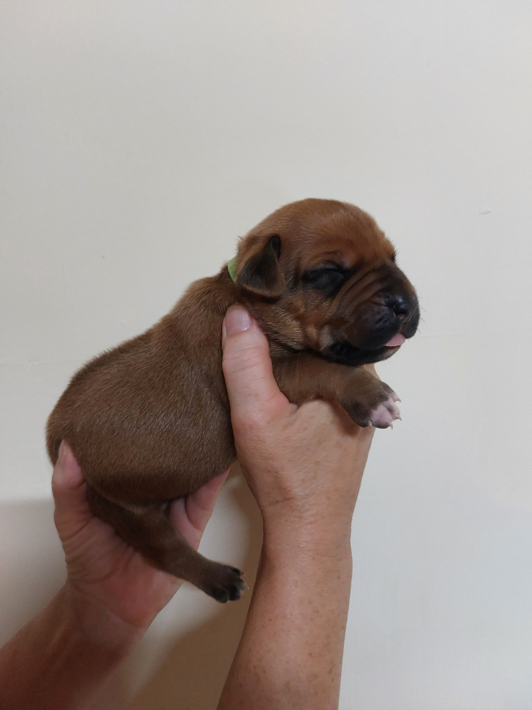 des prouillacs - Chiots disponibles - Rhodesian Ridgeback