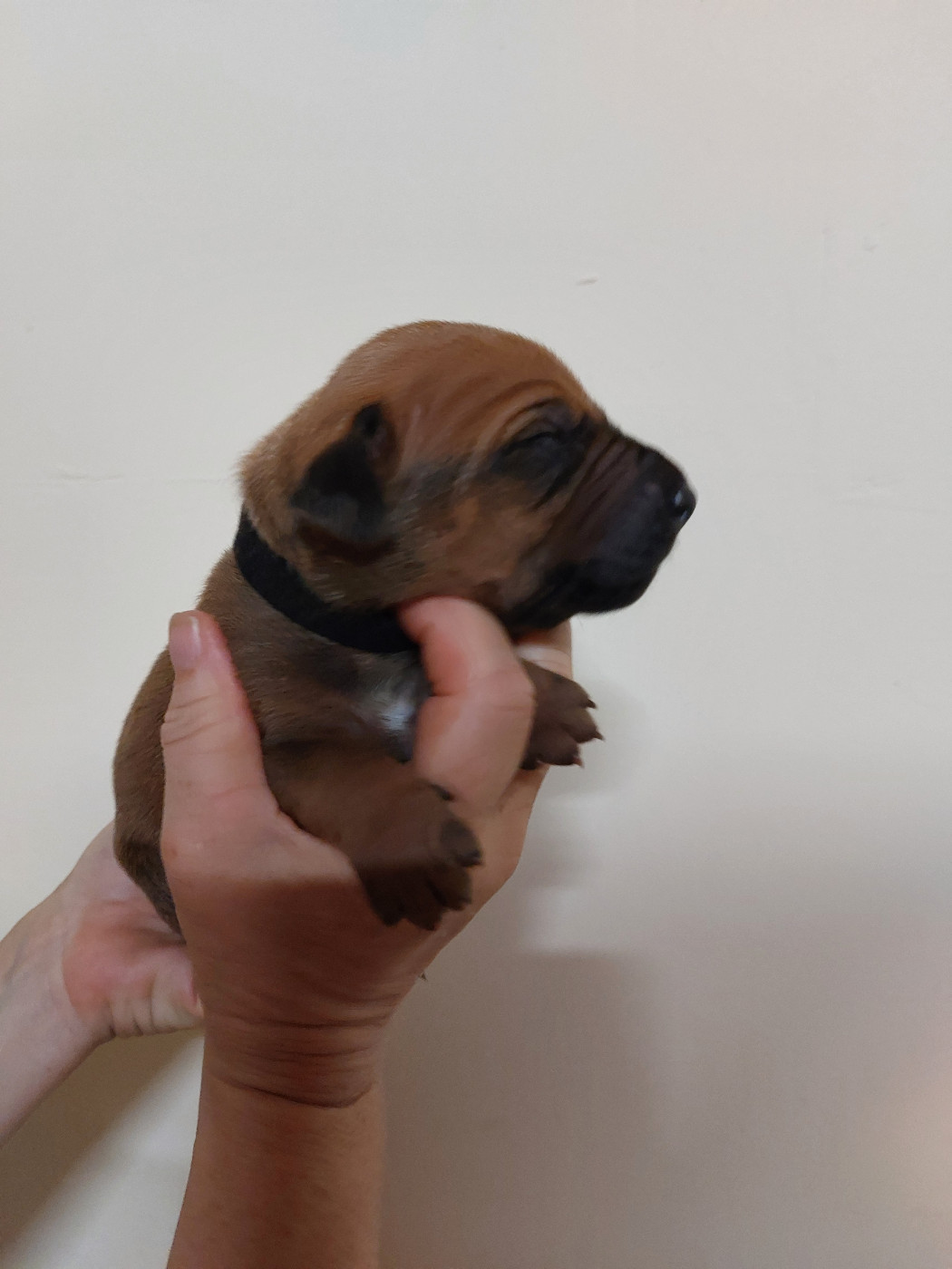 des prouillacs - Chiots disponibles - Rhodesian Ridgeback