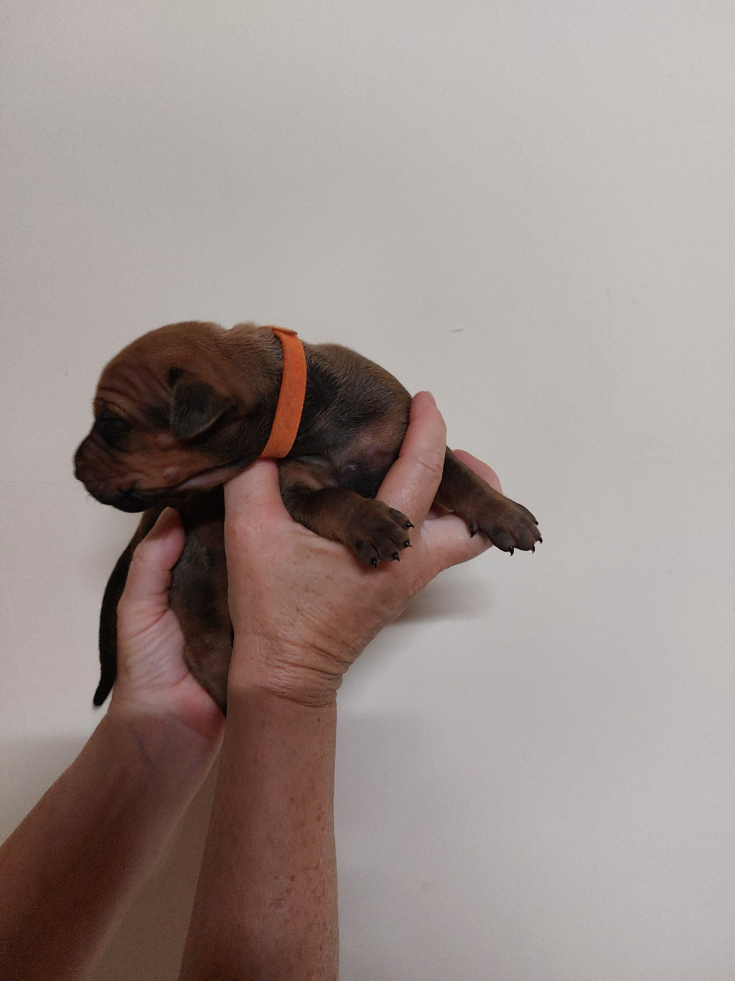 des prouillacs - Chiots disponibles - Rhodesian Ridgeback