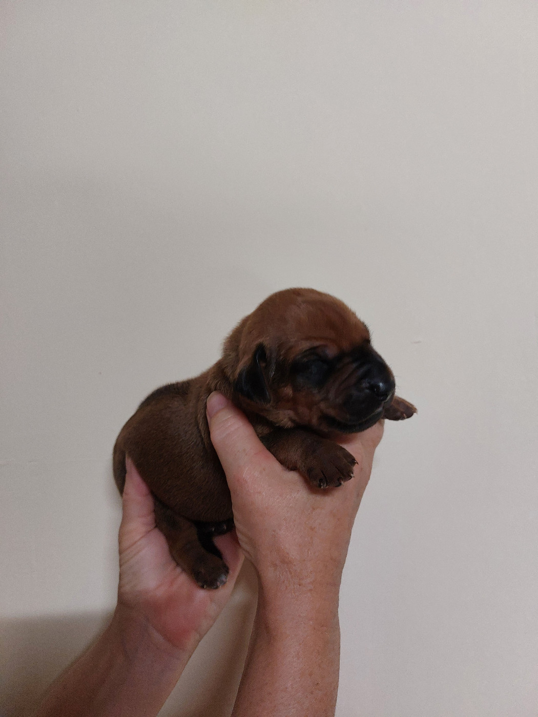 des prouillacs - Chiots disponibles - Rhodesian Ridgeback
