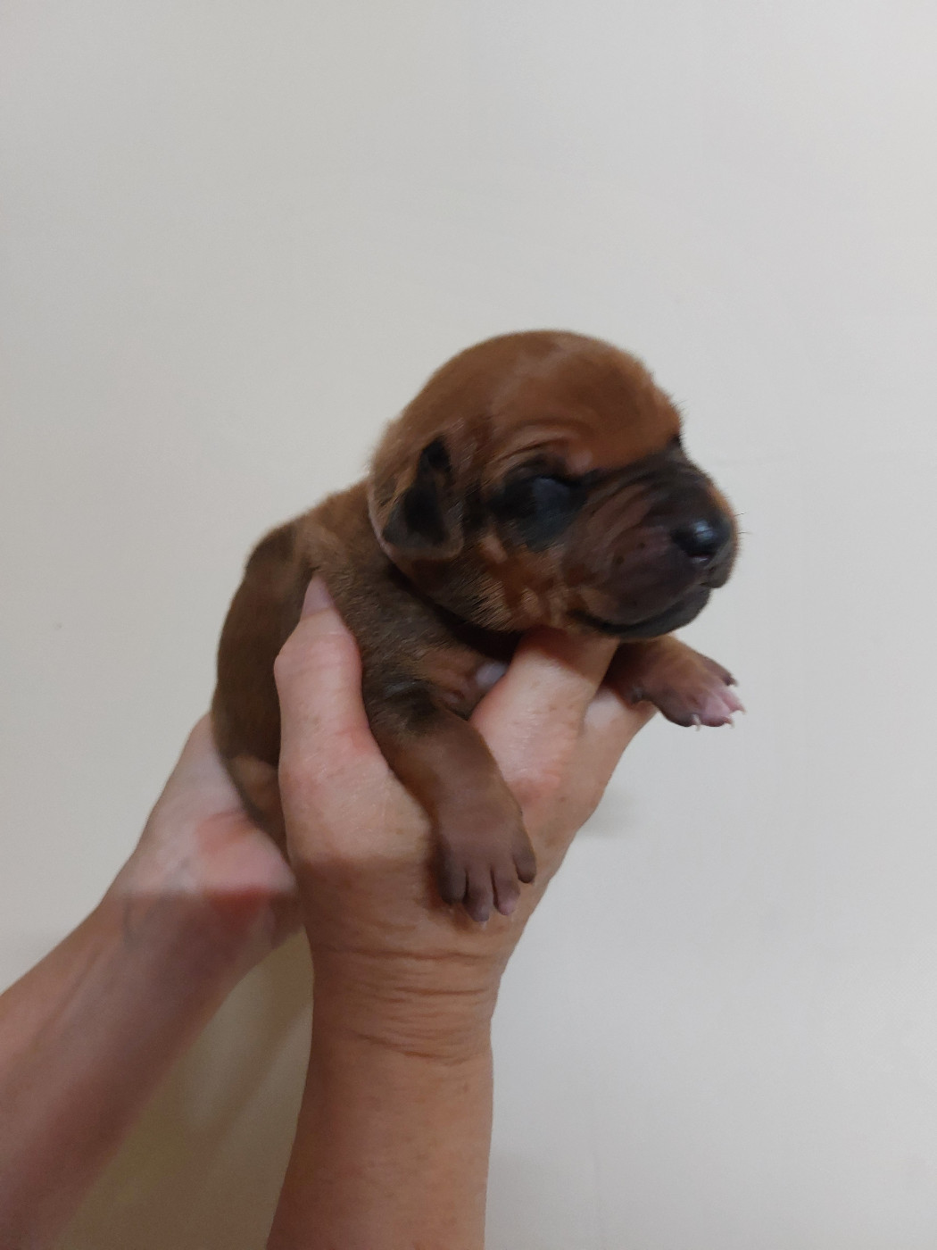 des prouillacs - Chiots disponibles - Rhodesian Ridgeback
