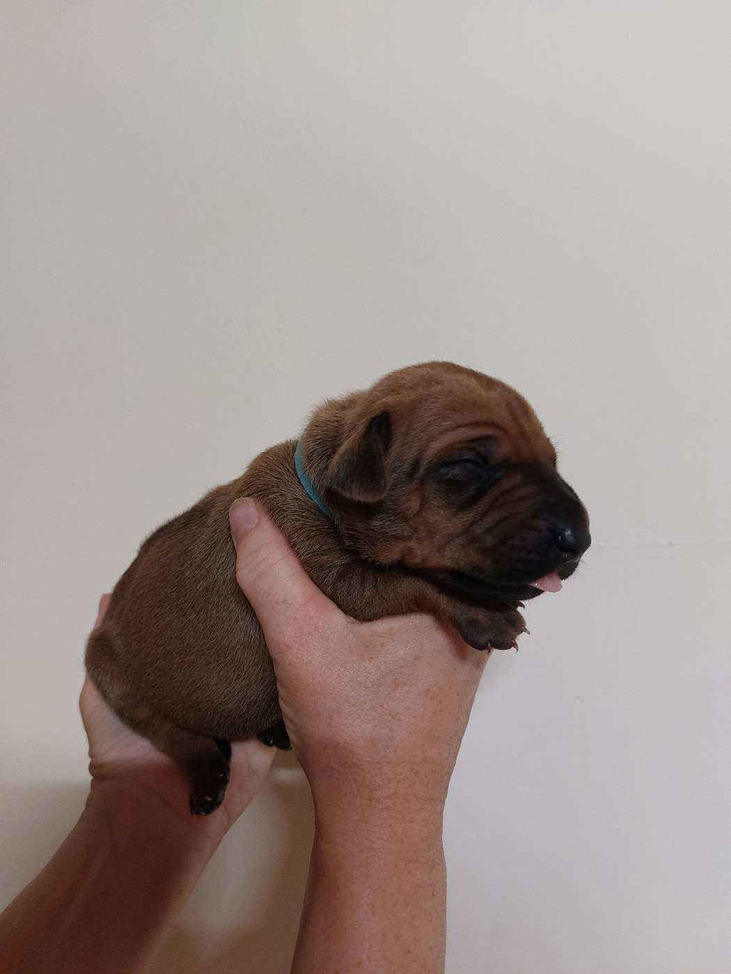 des prouillacs - Chiots disponibles - Rhodesian Ridgeback