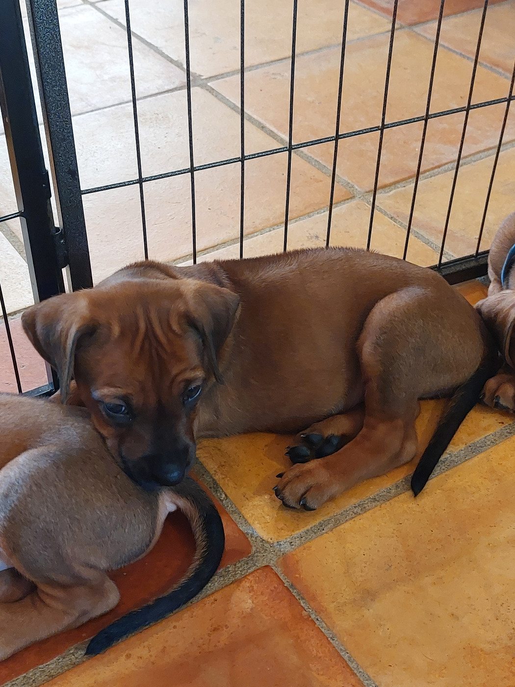 des prouillacs - Chiots disponibles - Rhodesian Ridgeback