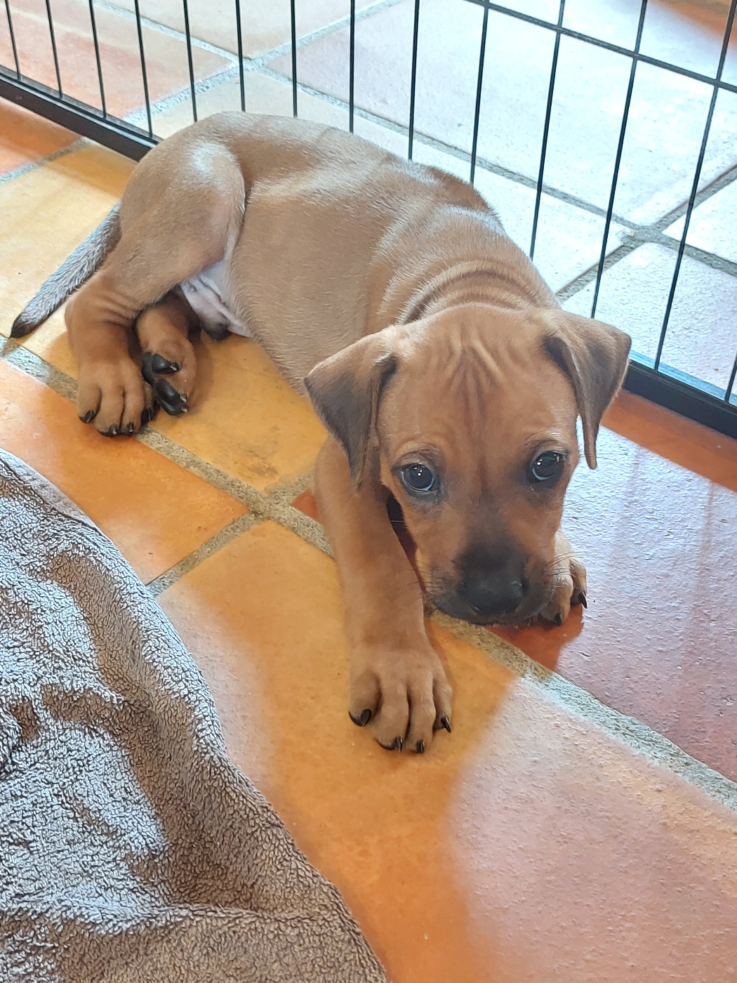 des prouillacs - Chiots disponibles - Rhodesian Ridgeback